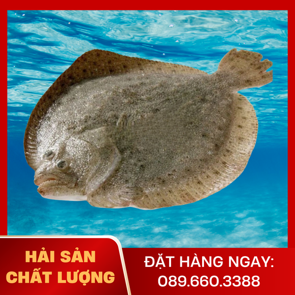  Cá Bơn Sao 