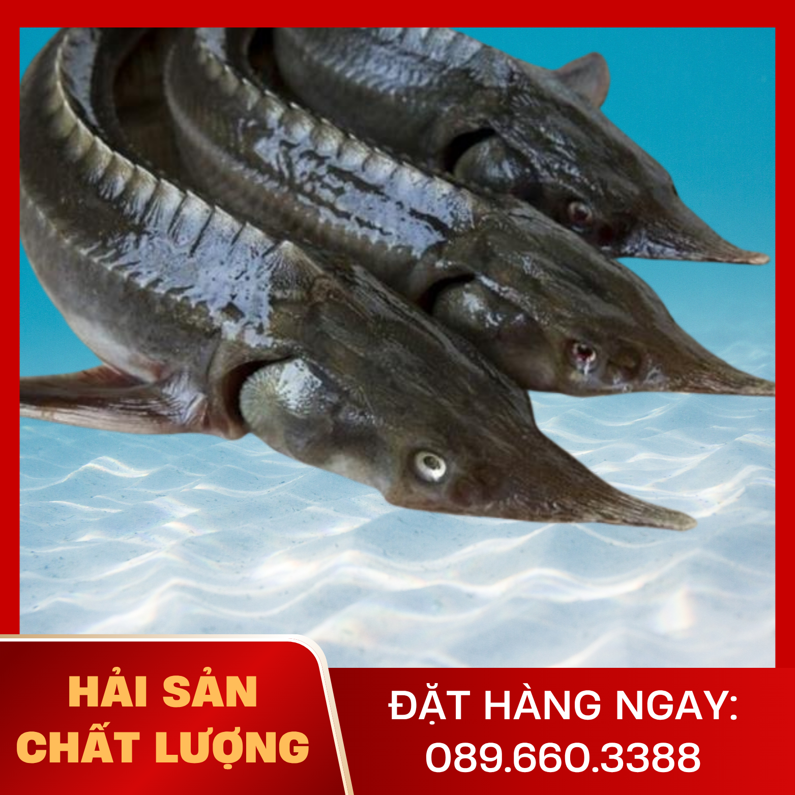  Cá Tầm 