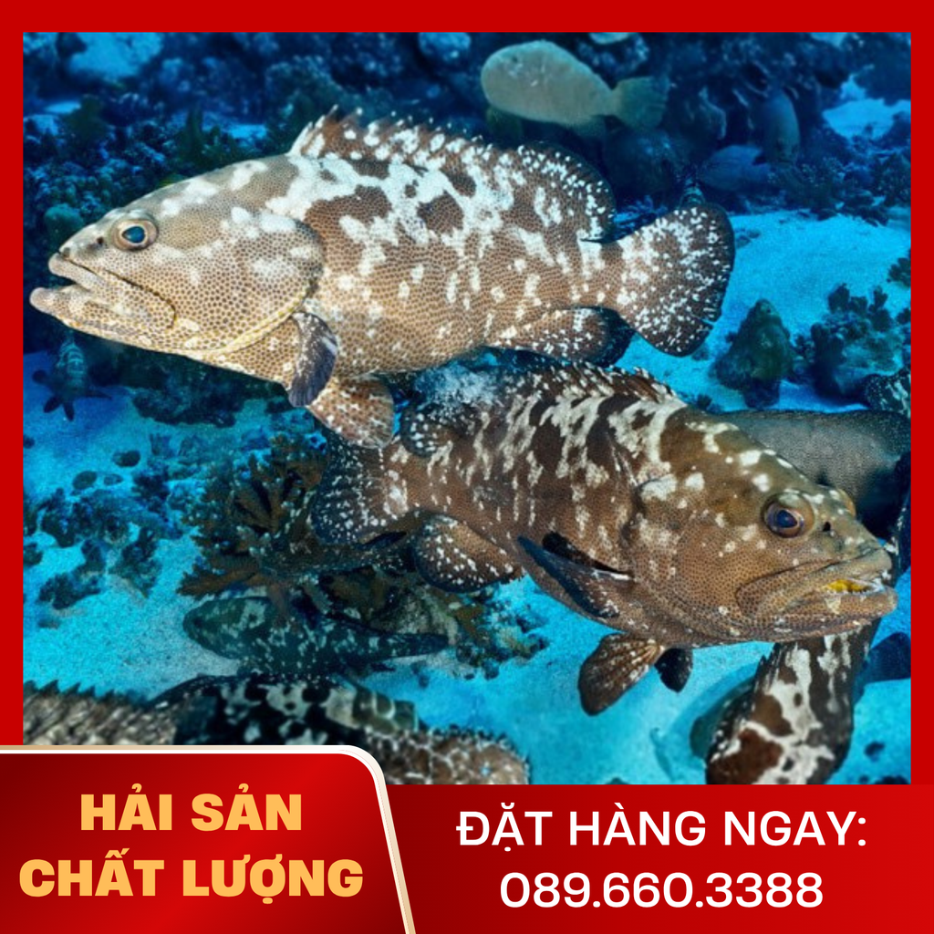  Cá Mú Nghệ 