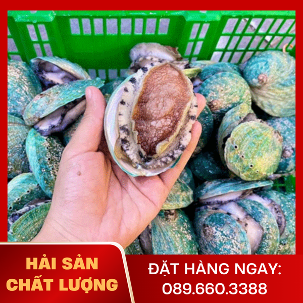  Bào Ngư Úc Viền Xanh 