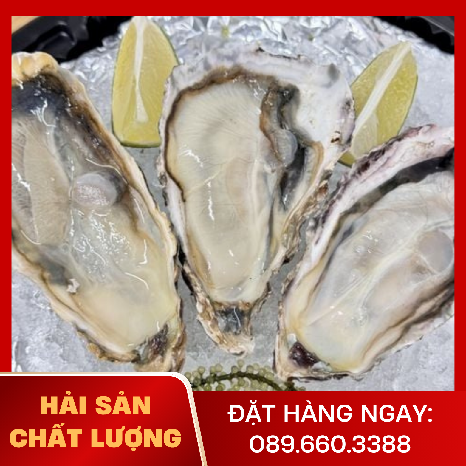  Hàu Vàng Hàn Quốc 