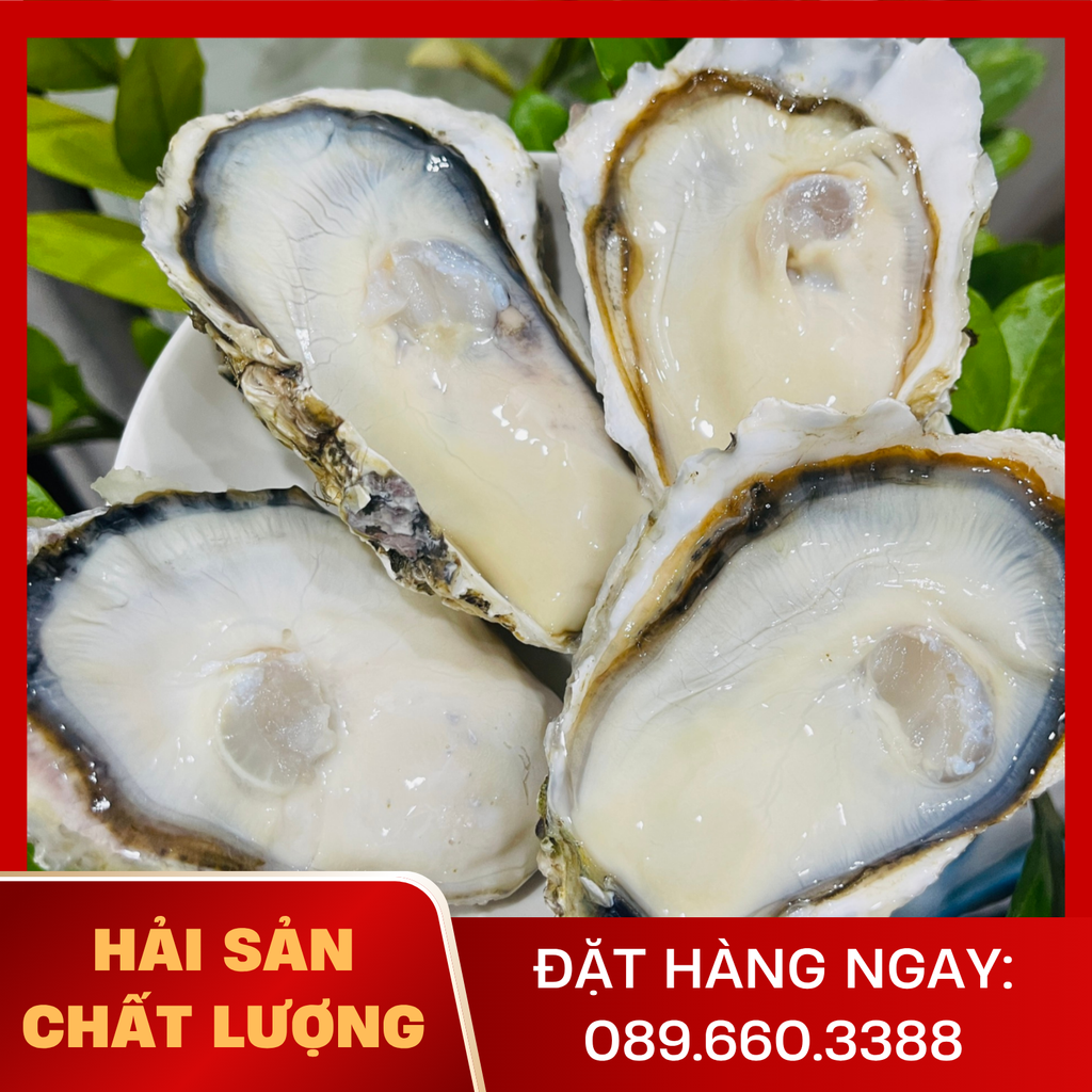  Hàu Việt Nam 