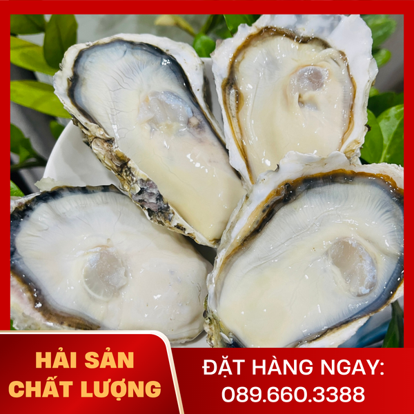  Hàu Việt Nam 