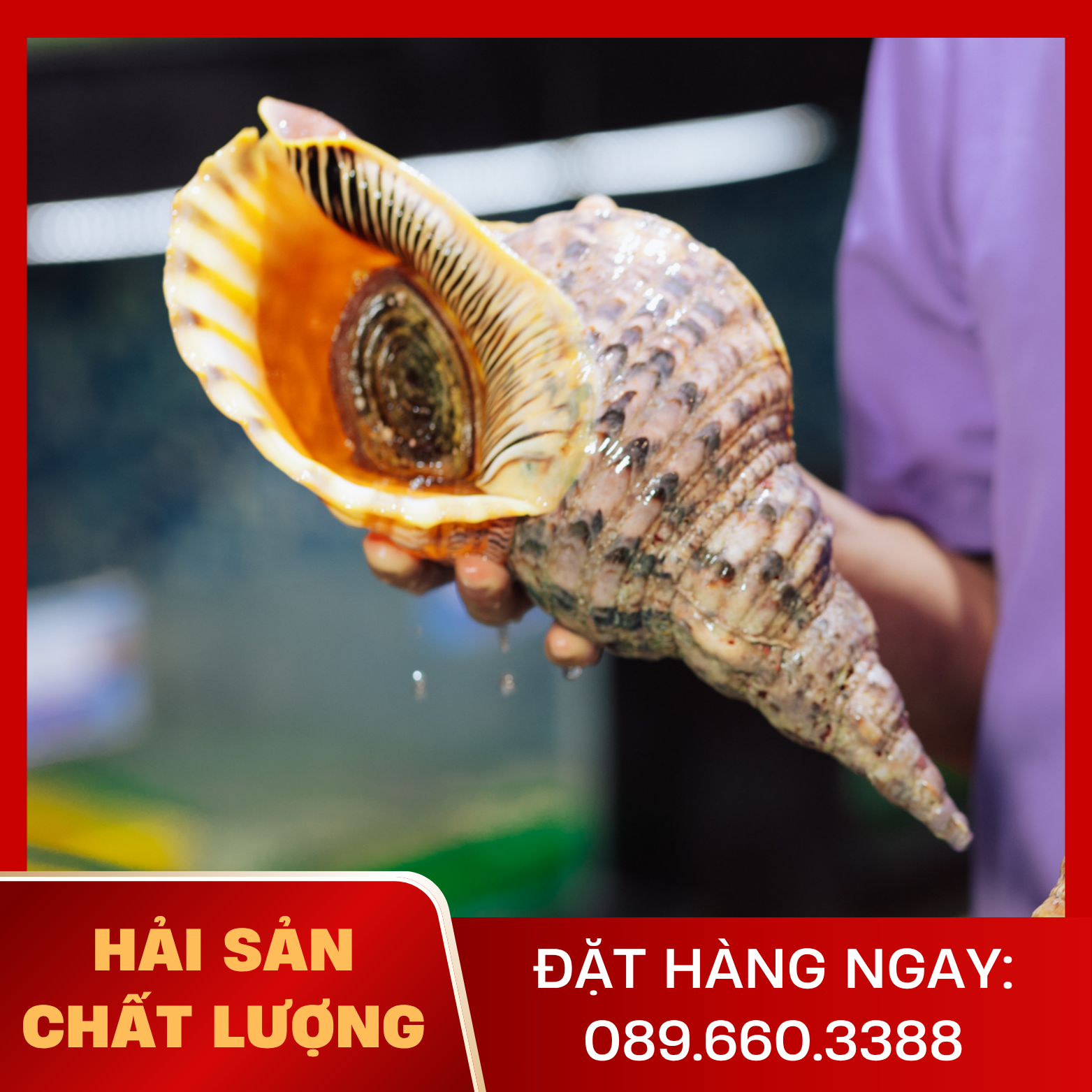  Ốc Hoàng Hậu 