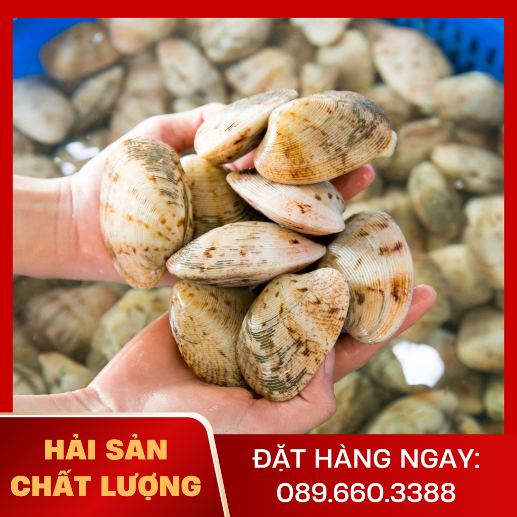  Ngao 2 Còi Nhỏ 