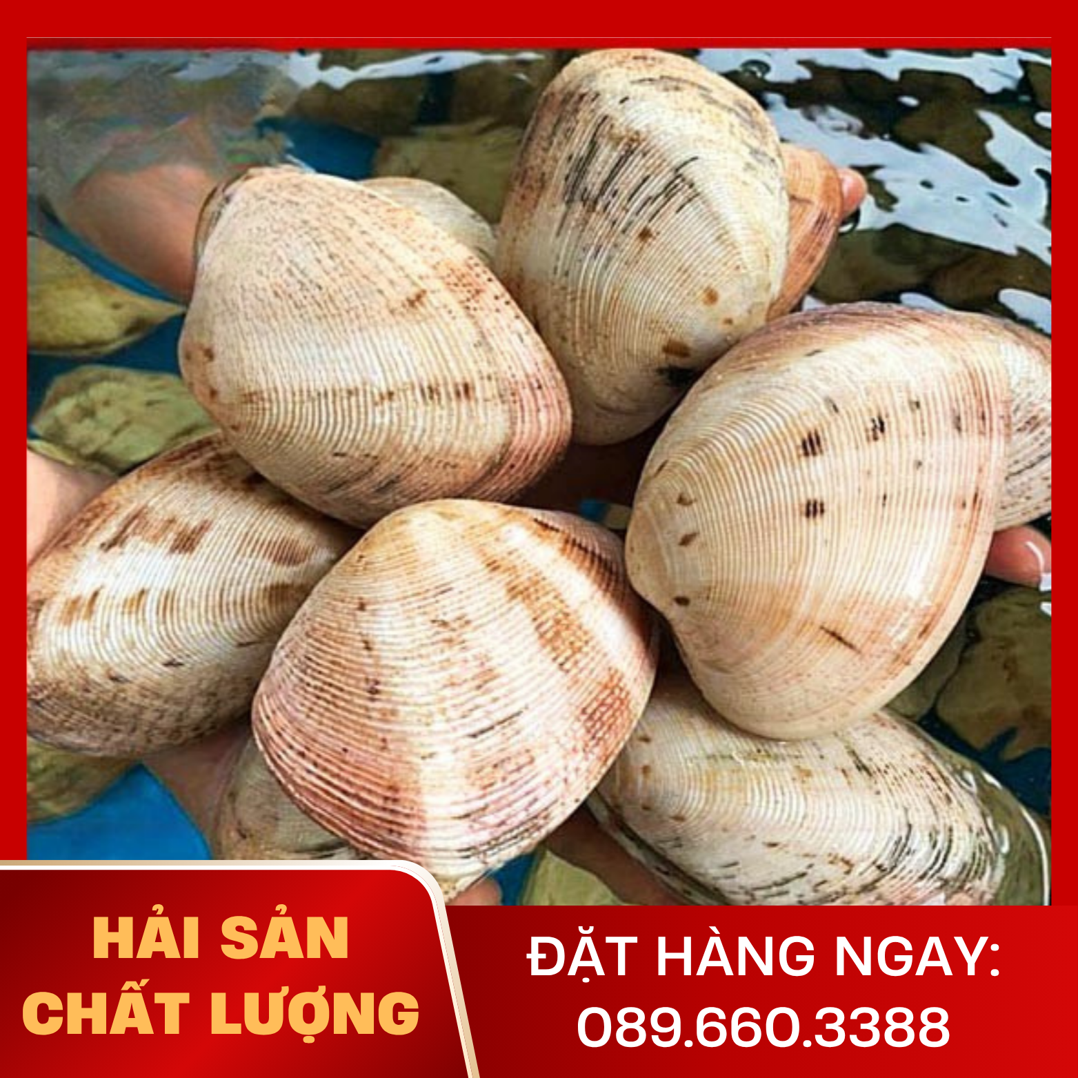  Ngao 2 Còi Lớn 