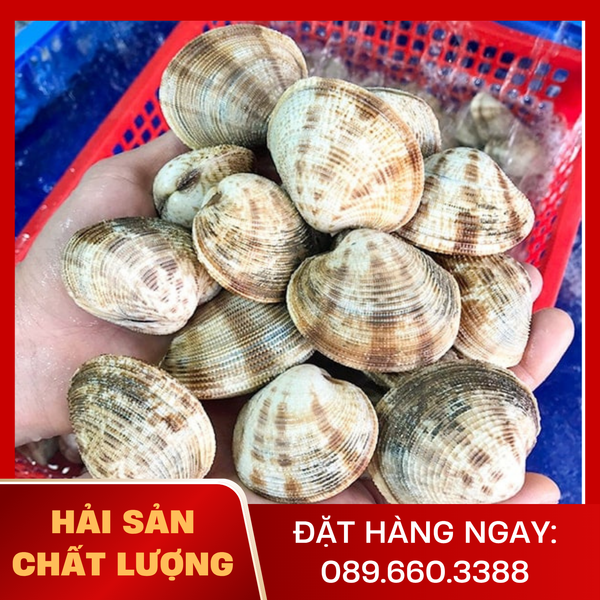  Ngao Sần 