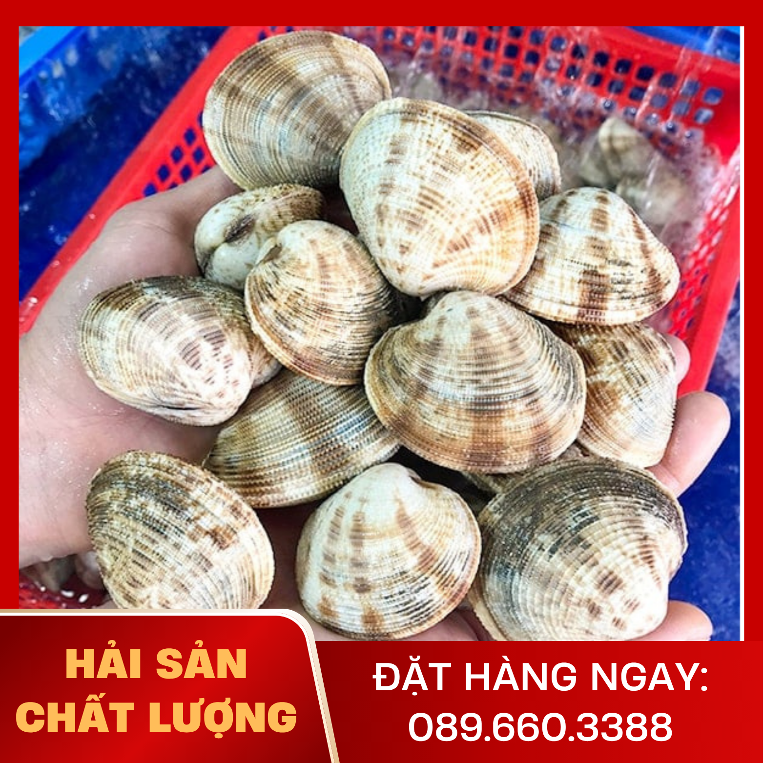  Ngao Sần 