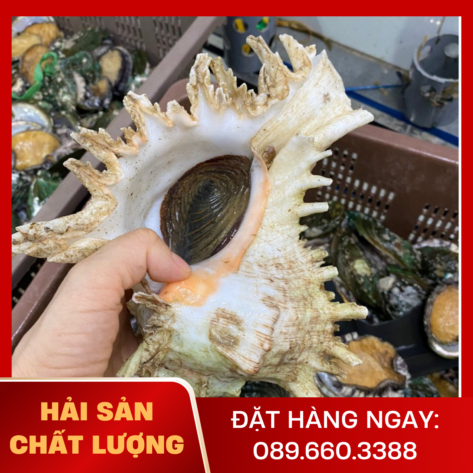  Ốc Gai Trắng 