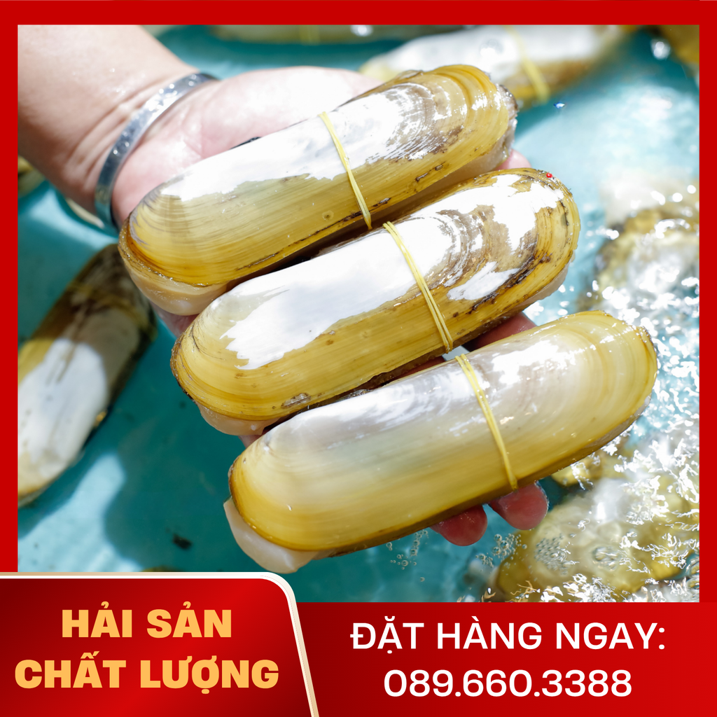  Ốc Móng Tay Chúa 