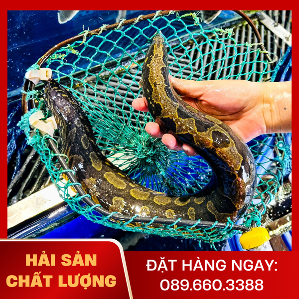  Cá Chạch Lấu 