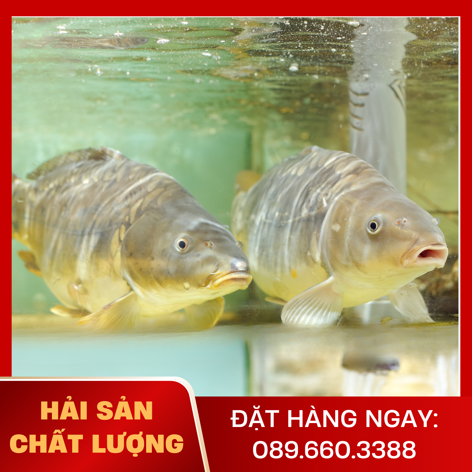  Cá Chuỗi Ngọc 