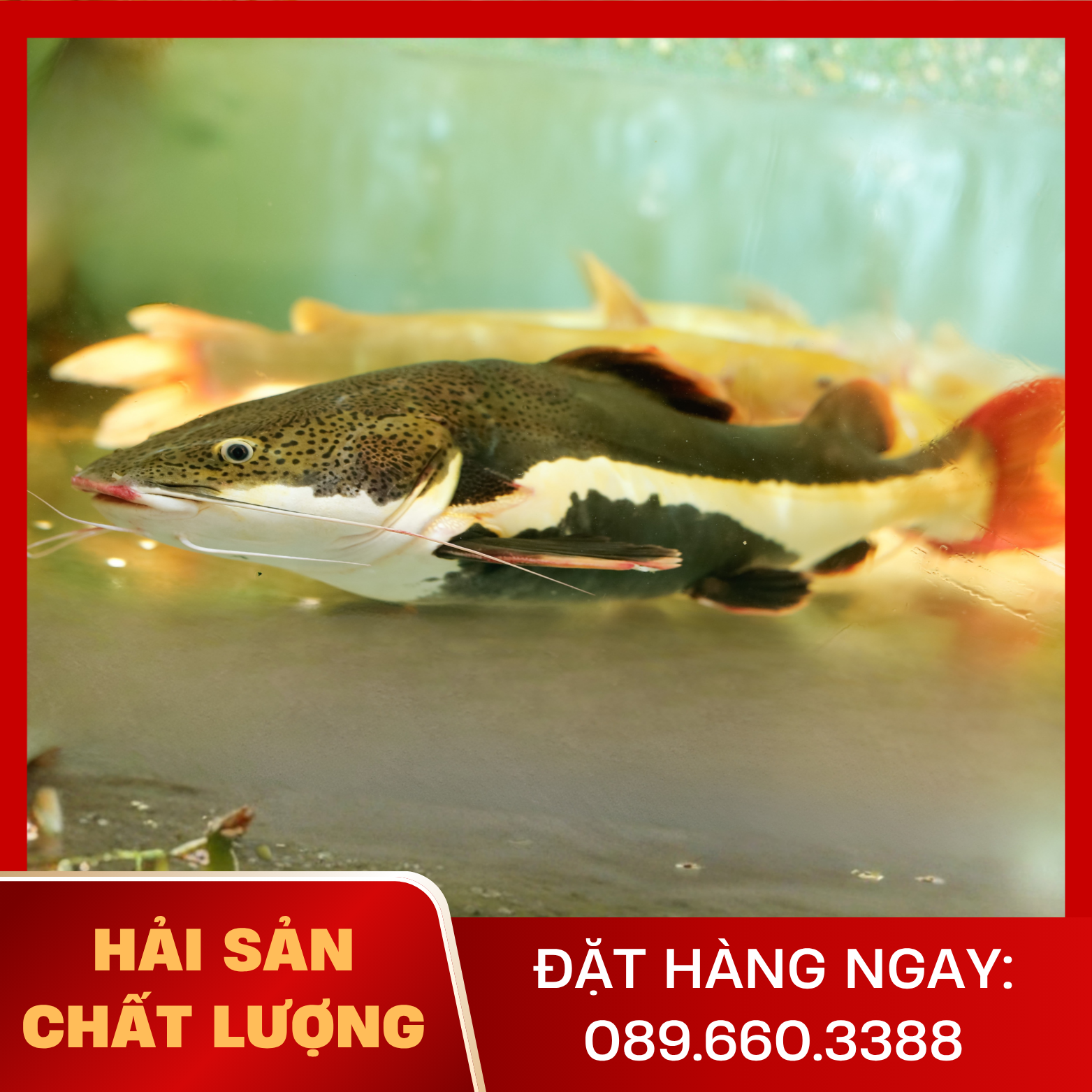  Cá Hồng Vỹ 