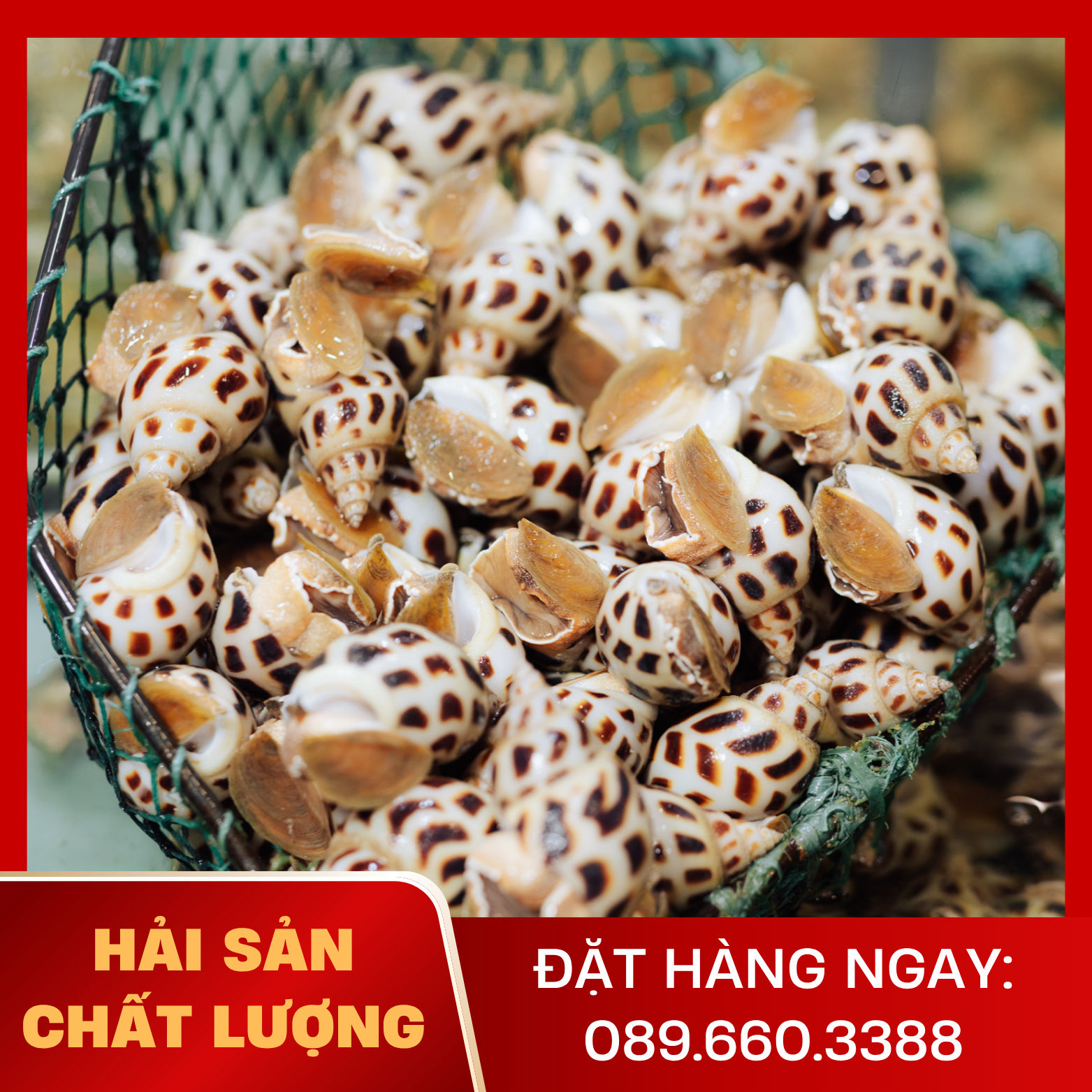  Ốc Hương Size Nhỏ 