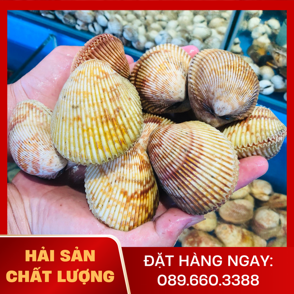  Sò Dương 