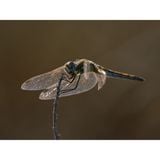  Ống kính OM SYSTEM M.Zuiko Digital ED 100-400mm F5.0-6.3 IS II ngàm Micro Four Thirds 