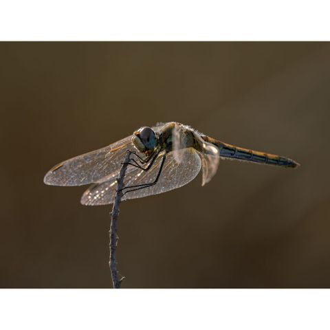  Ống kính OM SYSTEM M.Zuiko Digital ED 100-400mm F5.0-6.3 IS II ngàm Micro Four Thirds 