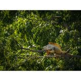  Ống kính OM SYSTEM M.Zuiko Digital ED 100-400mm F5.0-6.3 IS II ngàm Micro Four Thirds 