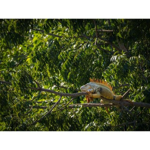  Ống kính OM SYSTEM M.Zuiko Digital ED 100-400mm F5.0-6.3 IS II ngàm Micro Four Thirds 