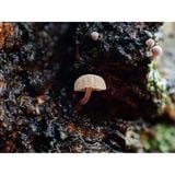  Máy ảnh OM SYSTEM Tough TG-7 