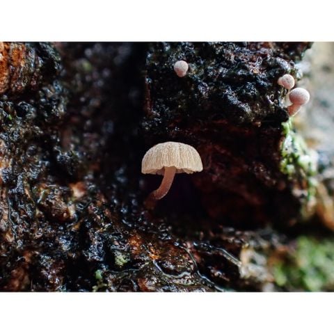  Máy ảnh OM SYSTEM Tough TG-7 