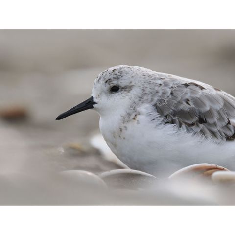  Ống kính OM SYSTEM M.Zuiko Digital ED 150-600mm F5.0-6.3 IS ngàm Micro Four Thirds 