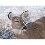  Ống kính OM SYSTEM M.Zuiko Digital ED 100-400mm F5.0-6.3 IS II ngàm Micro Four Thirds 