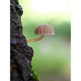  Máy ảnh OM SYSTEM Tough TG-7 