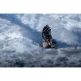  Ống kính OM SYSTEM M.Zuiko Digital ED 100-400mm F5.0-6.3 IS II ngàm Micro Four Thirds 