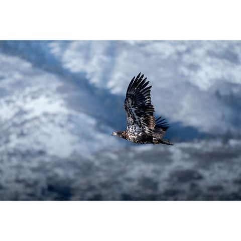  Ống kính OM SYSTEM M.Zuiko Digital ED 100-400mm F5.0-6.3 IS II ngàm Micro Four Thirds 