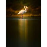  Ống kính OM SYSTEM M.Zuiko Digital ED 150-600mm F5.0-6.3 IS ngàm Micro Four Thirds 