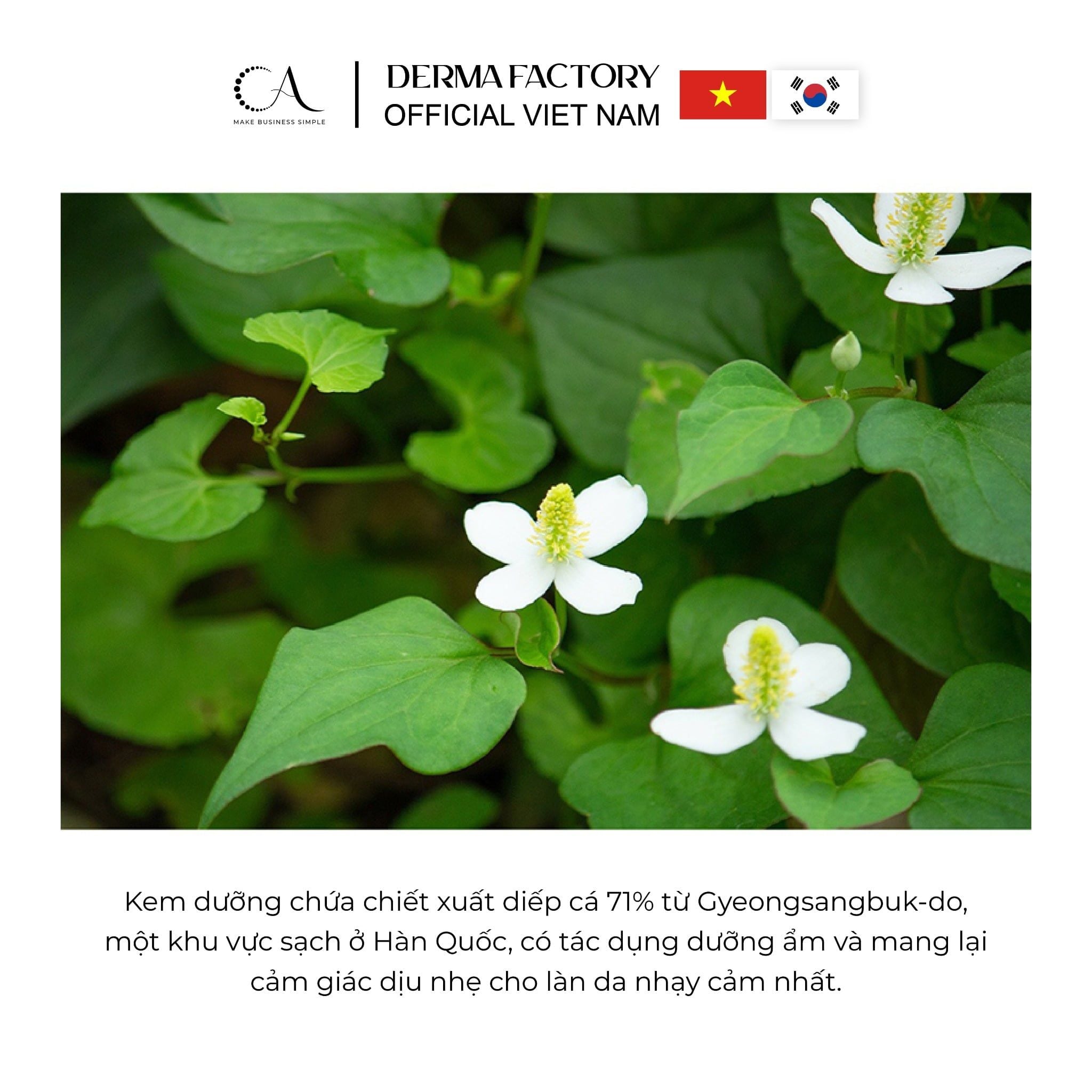 Derma Factory EDLP Houttuynia Cordata 71% Cream –Kem dưỡng rau diếp cá
