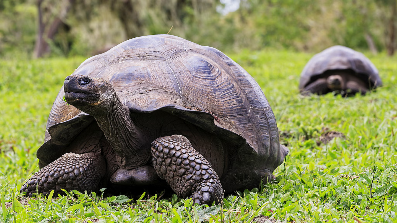 TOUR: PERU – ECUADOR – ĐẢO GALAPAGOS 16 NGÀY