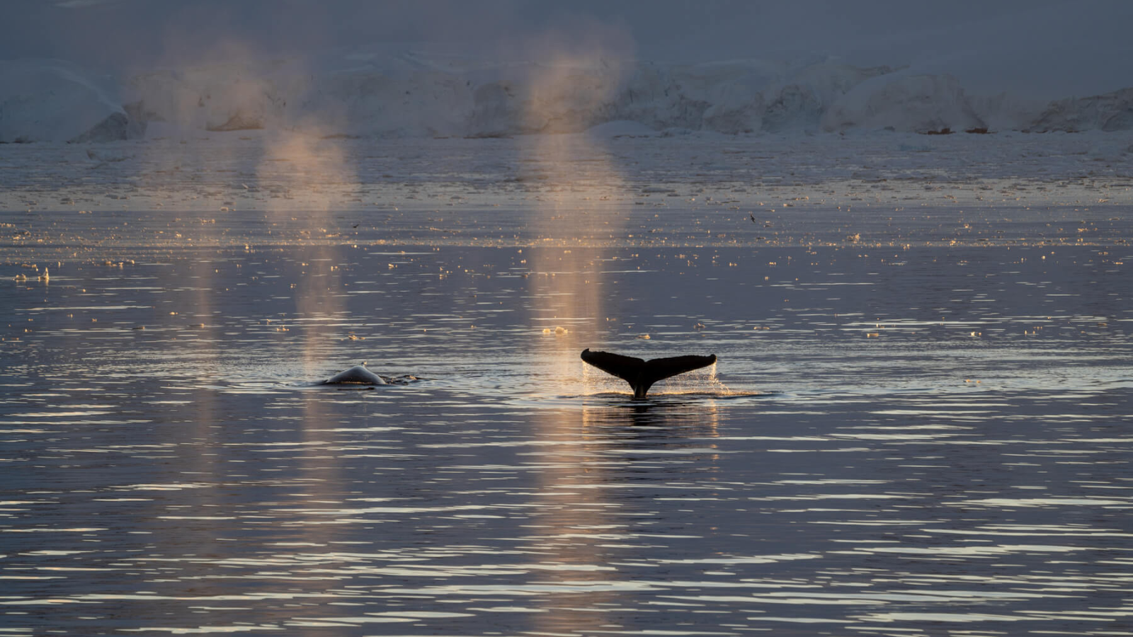 TOUR NAM CỰC: KHÁM PHÁ NAM CỰC 17 NGÀY
