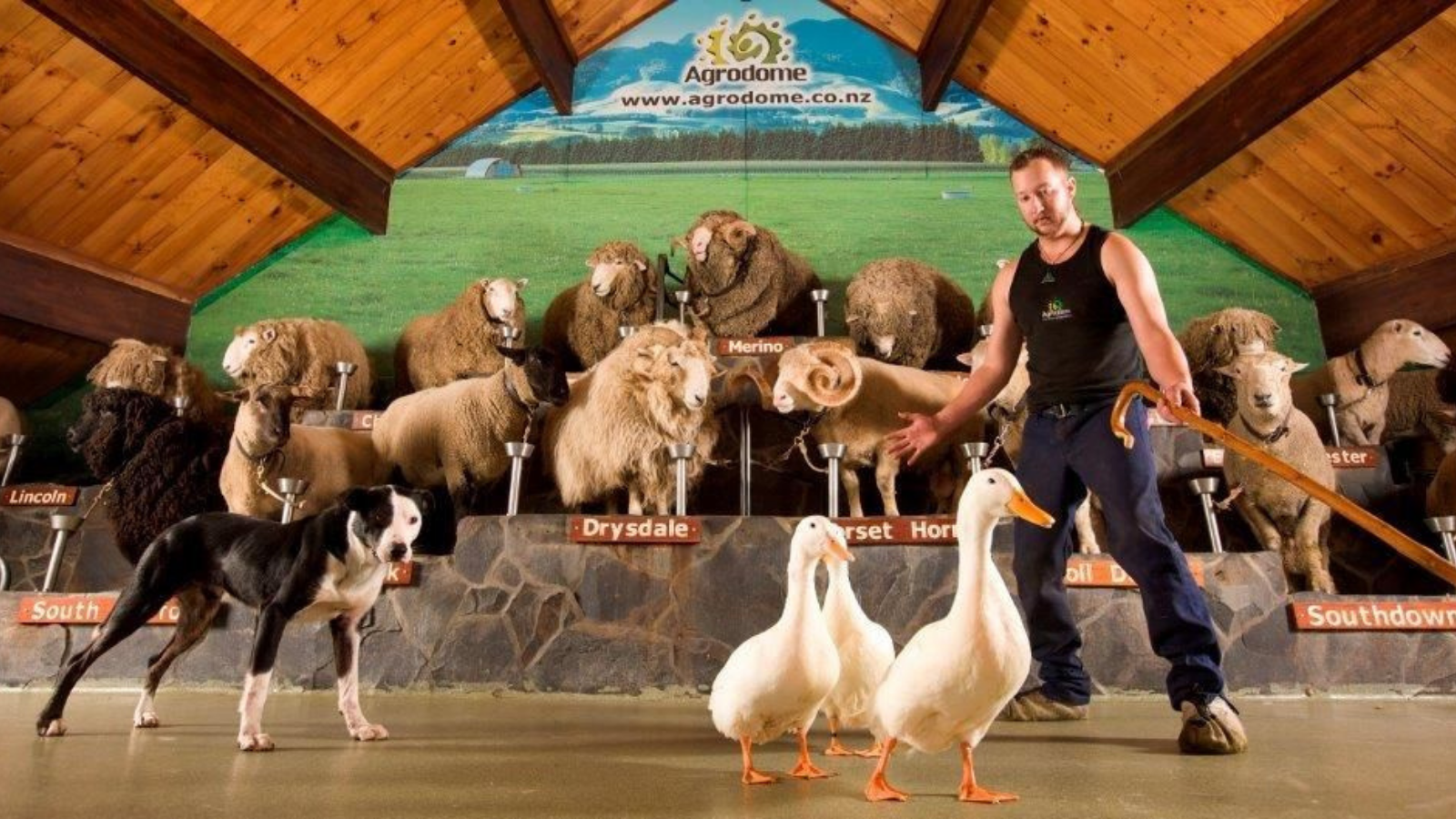 TOUR: THƯỞNG NGOẠN NEWZEALAND  - NAM ĐẢO -BẮC ĐẢO 11 NGÀY MÙA HÈ