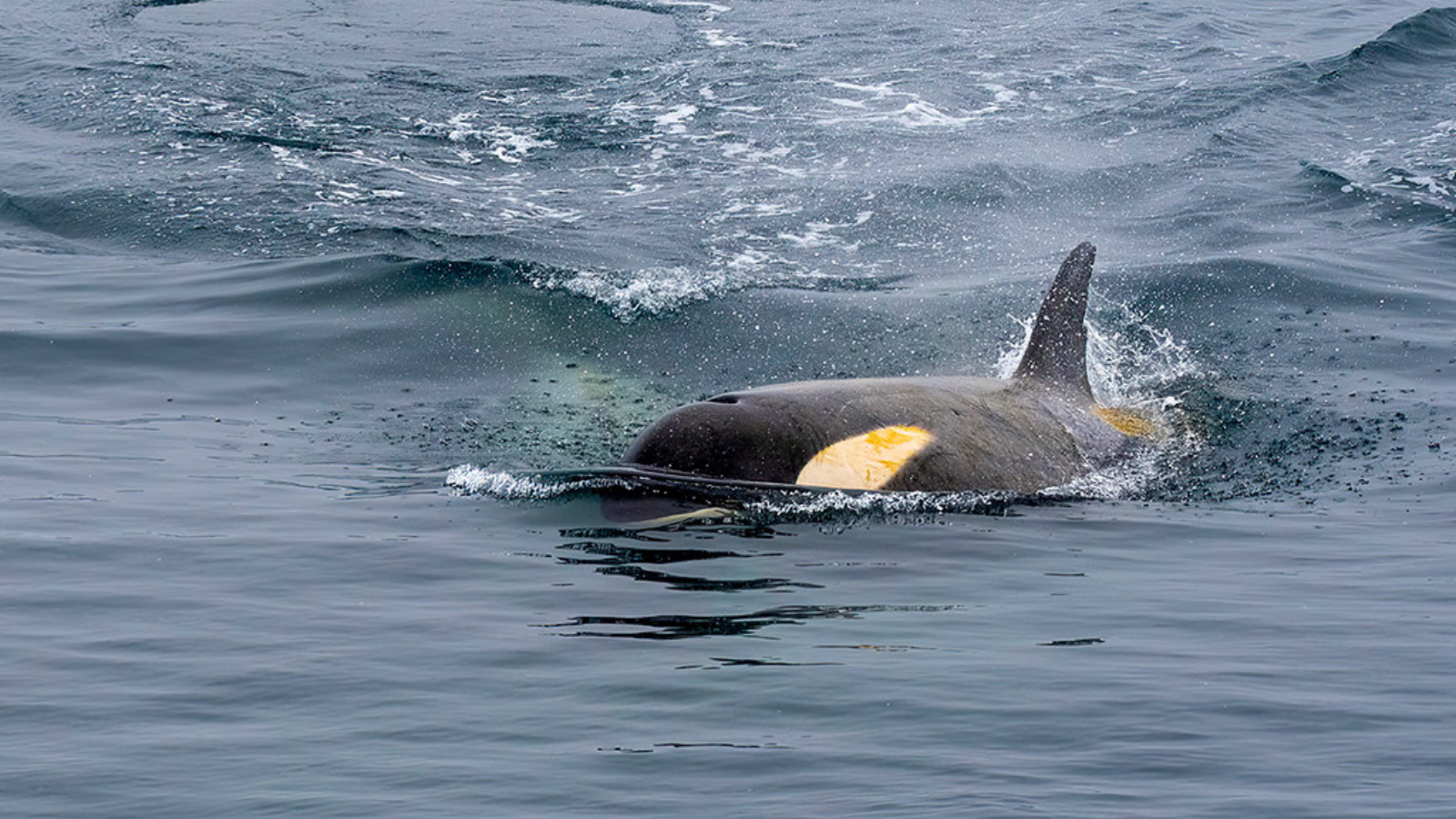 TOUR NAM CỰC: KHÁM PHÁ NAM CỰC 17 NGÀY