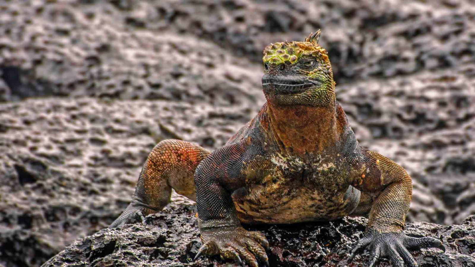 TOUR: PERU – ECUADOR – ĐẢO GALAPAGOS 16 NGÀY