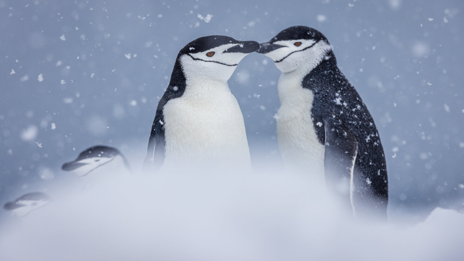 TOUR NAM CỰC: KHÁM PHÁ NAM CỰC 17 NGÀY