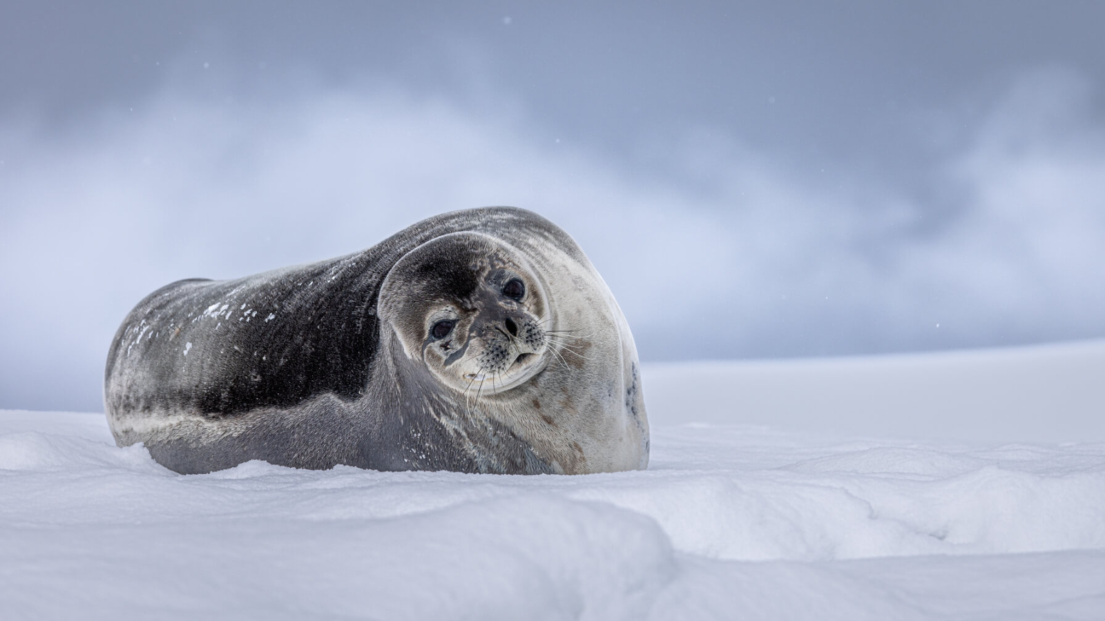 TOUR NAM CỰC: KHÁM PHÁ NAM CỰC 17 NGÀY