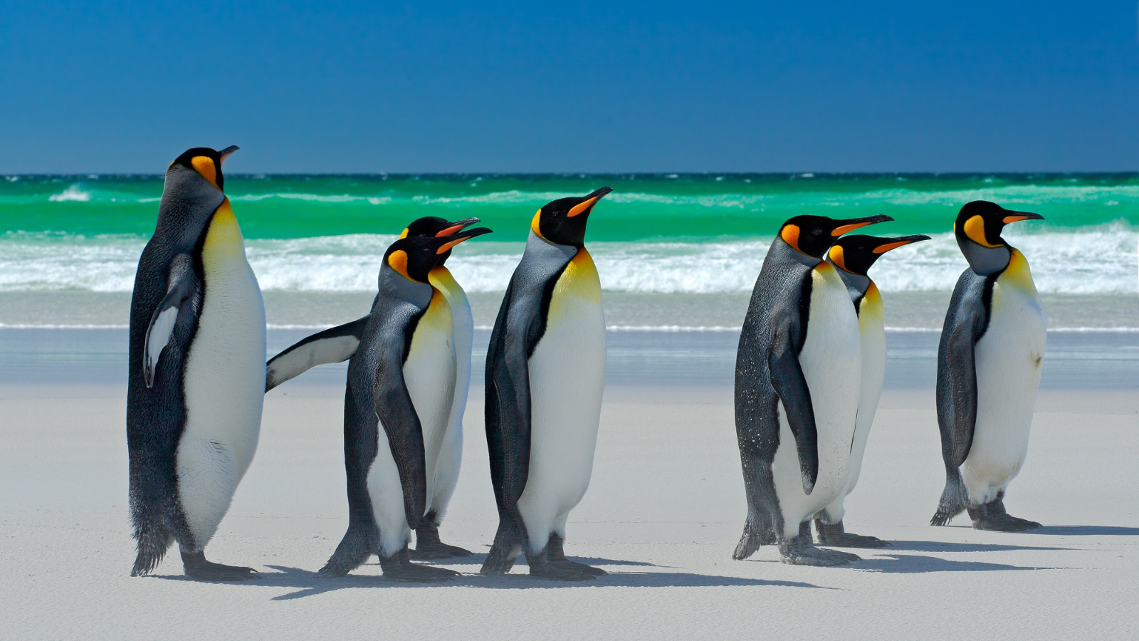 TOUR QUẦN ĐẢO FALKLAND – NAM GEORGIA – NAM CỰC 26 NGÀY