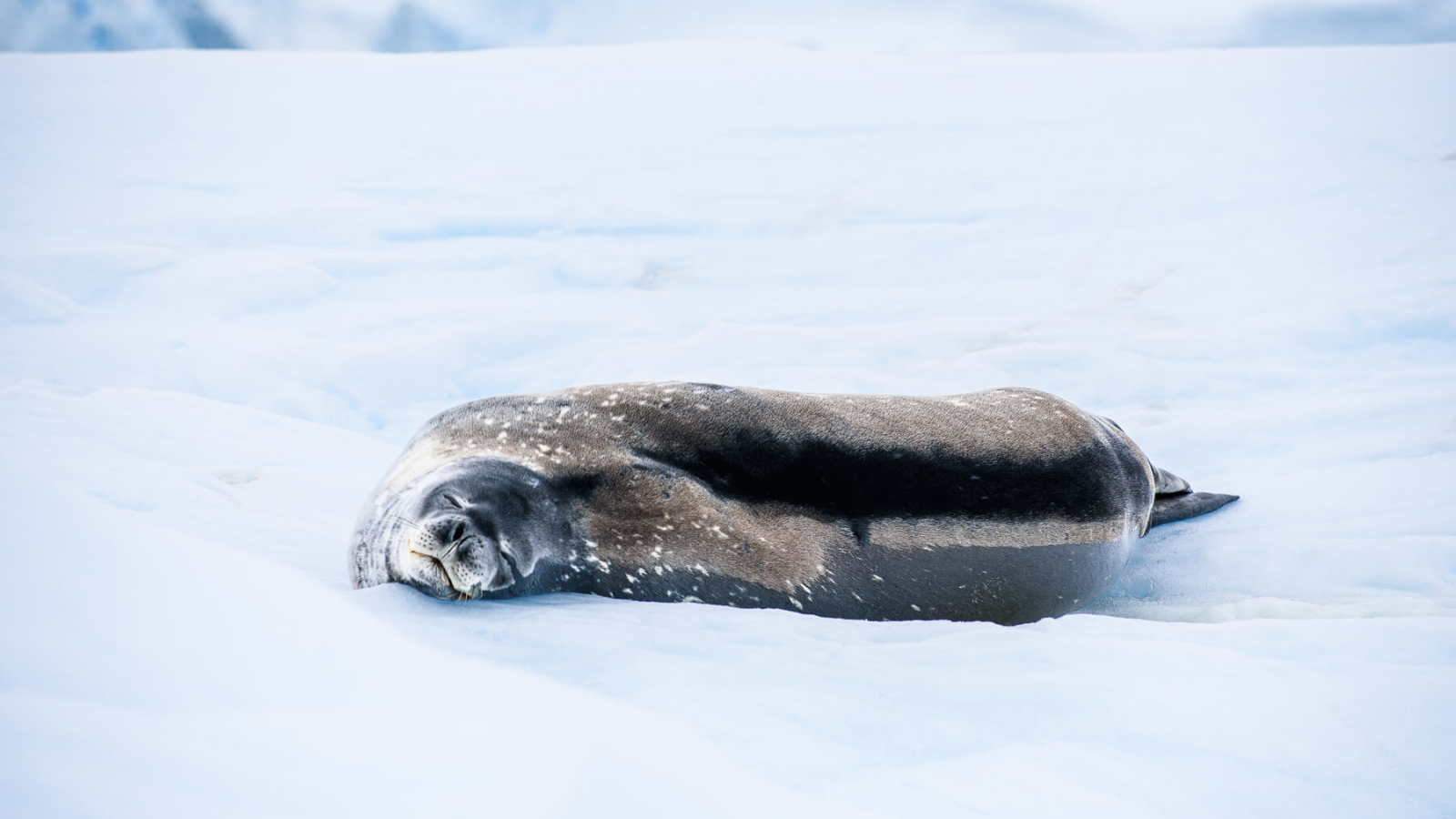 TOUR NAM CỰC: KHÁM PHÁ NAM CỰC 17 NGÀY