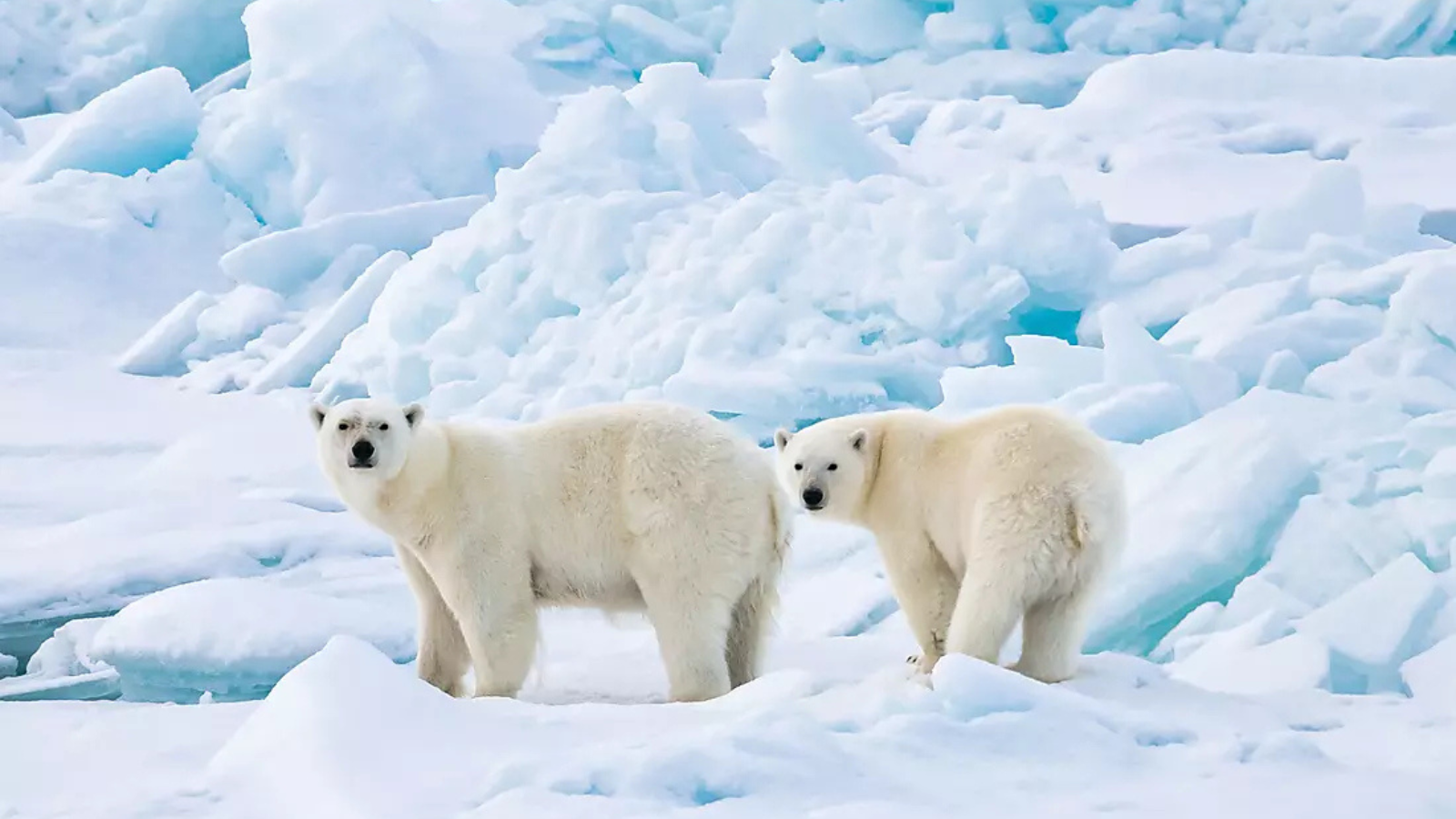 TOUR BẮC CỰC: LOFOTEN - LONGGYEARBYEN – QUẦN ĐẢO SVALBARD – BIỂN BĂNG – OSLO 17 NGÀY