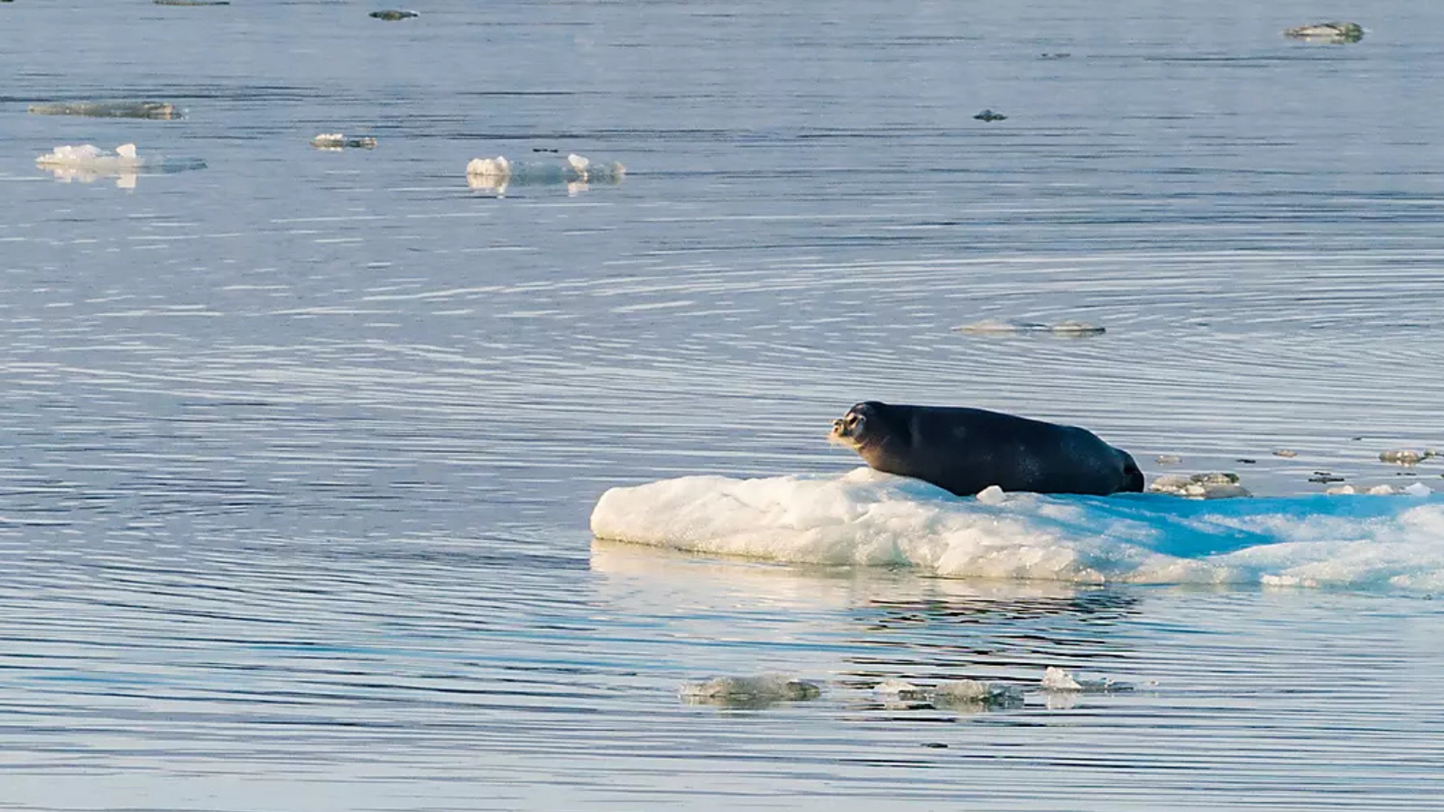 TOUR BẮC CỰC: LOFOTEN - LONGGYEARBYEN – QUẦN ĐẢO SVALBARD – BIỂN BĂNG – OSLO 17 NGÀY