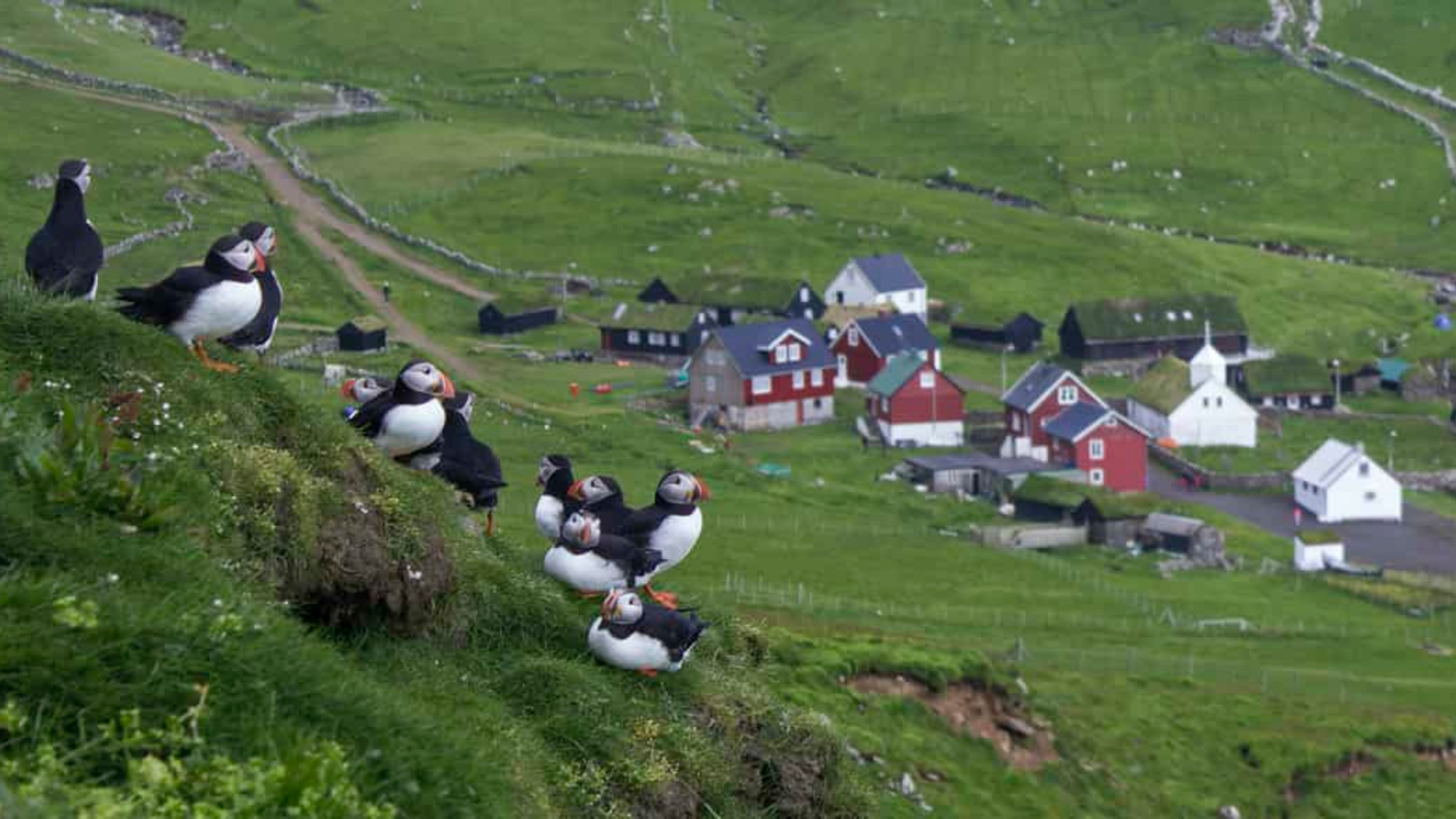 TOUR FAROE-ICELAND-GREENLAND 14 NGÀY