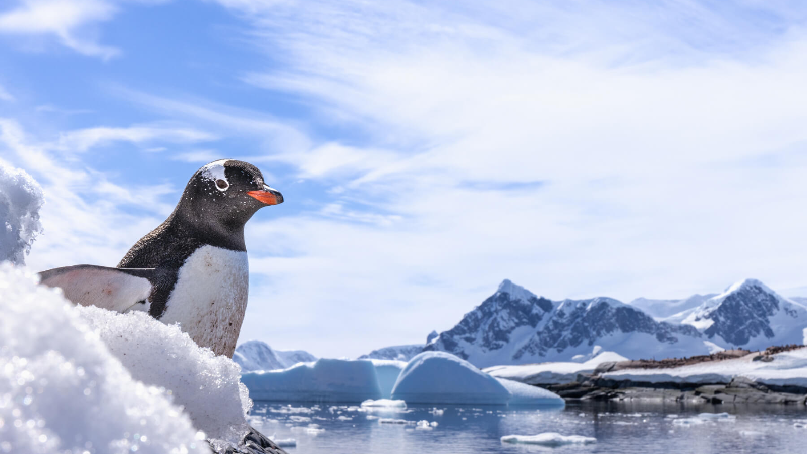 TOUR NAM CỰC: KHÁM PHÁ NAM CỰC 17 NGÀY