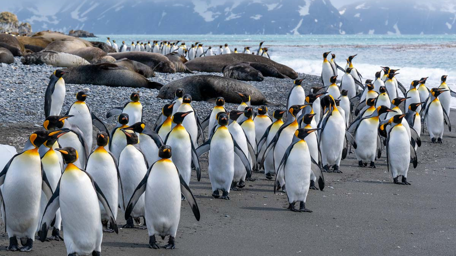 TOUR QUẦN ĐẢO FALKLAND – NAM GEORGIA – NAM CỰC 26 NGÀY