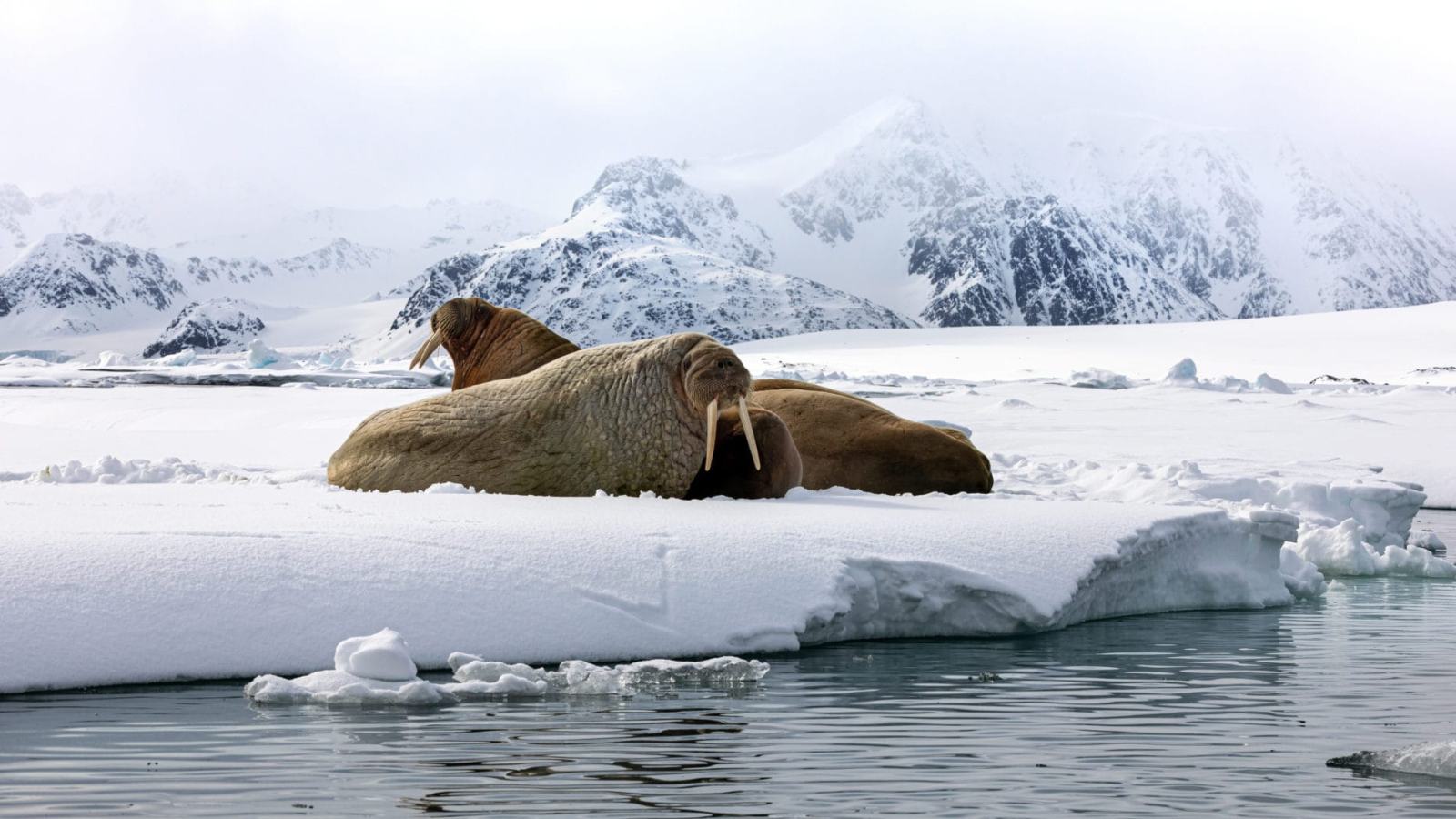 TOUR BẮC CỰC: LOFOTEN - LONGGYEARBYEN – QUẦN ĐẢO SVALBARD – BIỂN BĂNG – OSLO 17 NGÀY 2027