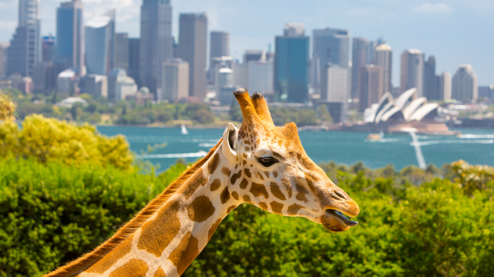 TOUR LIÊN TUYẾN: ÚC - NEW ZEALAND 10 NGÀY