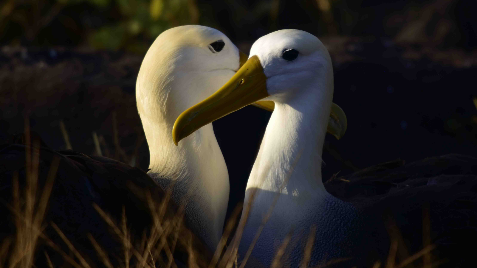 TOUR: PERU – ECUADOR – ĐẢO GALAPAGOS 16 NGÀY