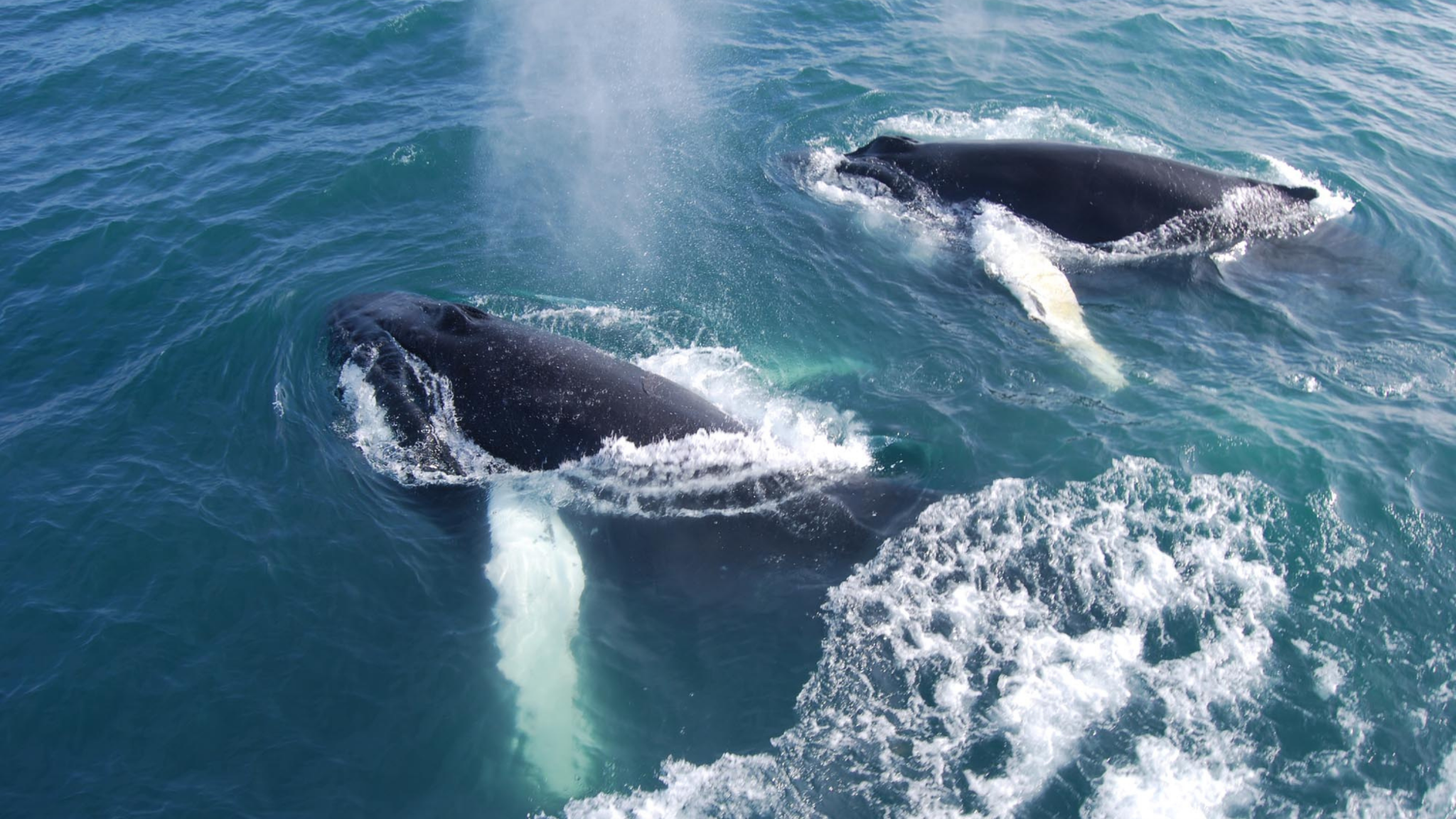 TOUR FAROE-ICELAND-GREENLAND 14 NGÀY